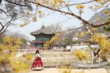 Private Photo Shoot in Seoul – Capture Local Korea Moments 