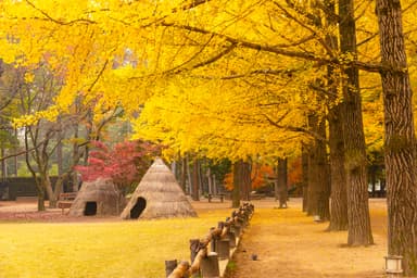 Alpaca World + Nami Island + Gangchon Railbike One Day Tour