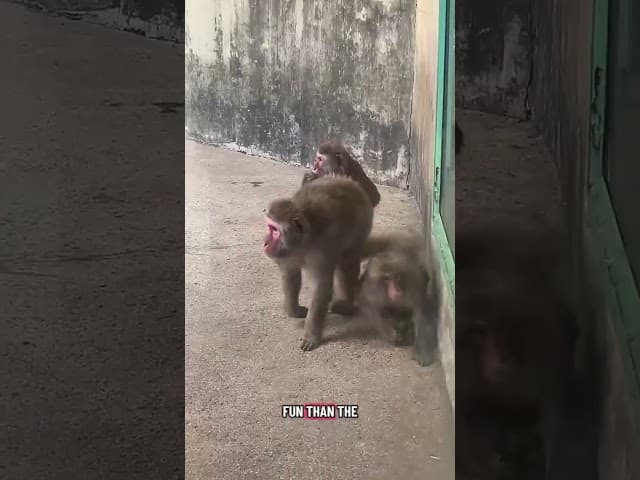 Everland turned out to be my favorite little escape from Korea🎡🌿